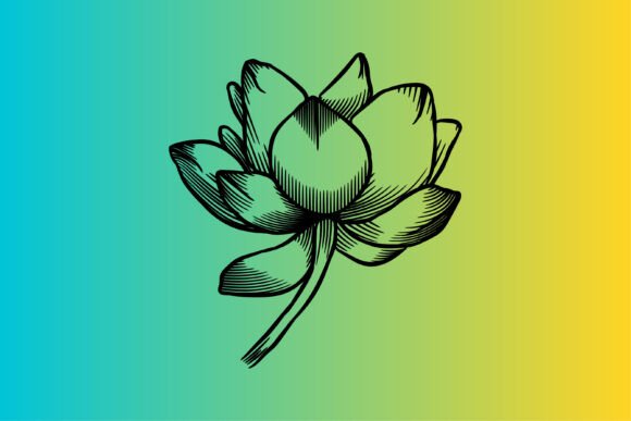 Lotus Illustration Line Gradient: Graphics & Illustrations Review
