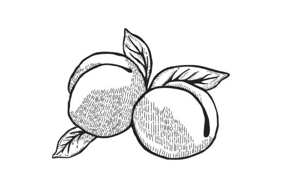 Peach Fruit Engraved Illustration Graphics Review